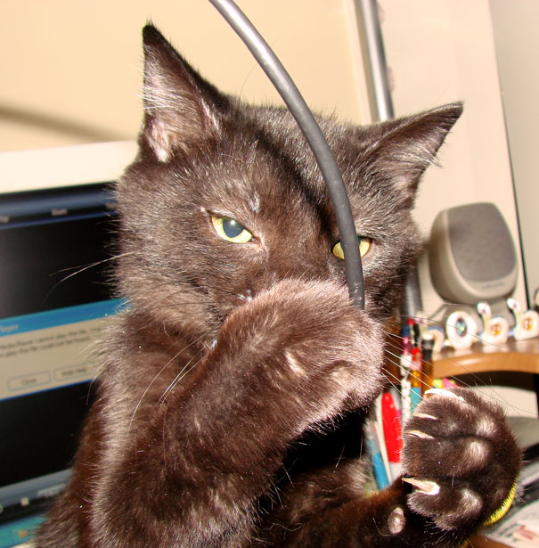 5 Feline-themed Games