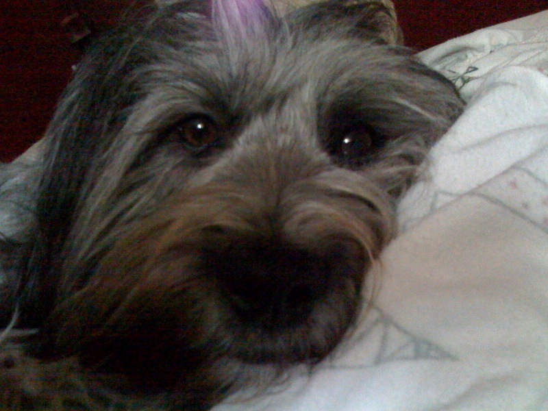 The Story of Bear from FETCH (A Petfinder win!)