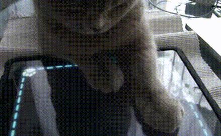 Chew on This: Analyzing 200 Dogs & Cats Playing with iPads